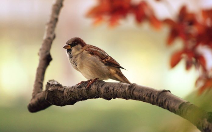 sparrow 9950 1280
